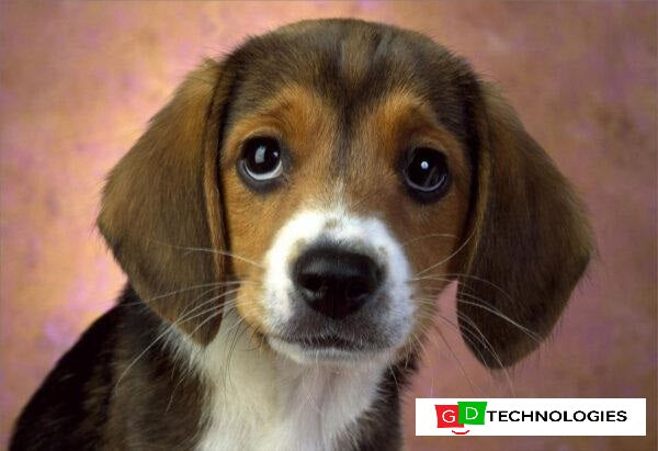 NOTEBOOK STICKER 15.6″ 3D DOG