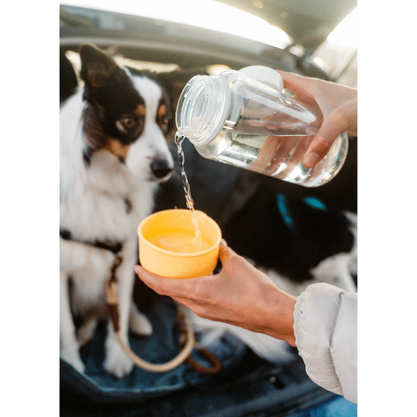 LocknLock Pet Water Bottle & Bowl 1lt - image 5